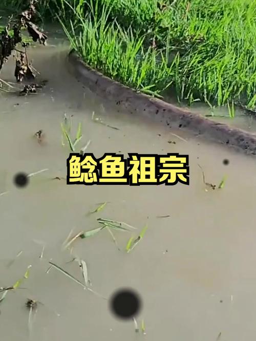 放生2.5万斤外来鲇鱼,放生鲇鱼的功德