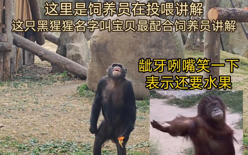 被大猩猩反向投喂,被大猩猩反向投喂怎么办